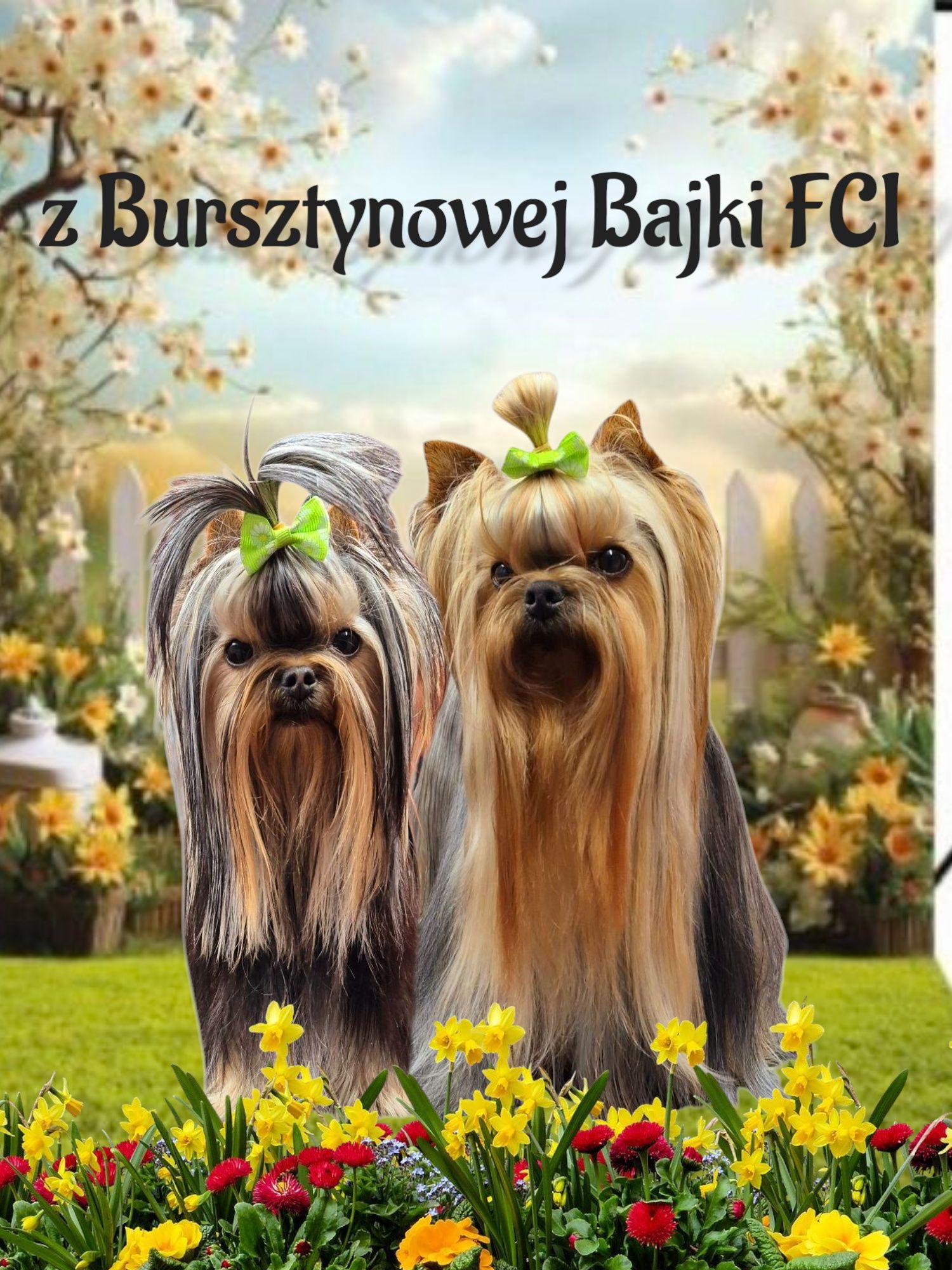 Yorkshire Terrier York ZKwP FCI rasowy po championach