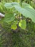 Drzewo tlenowe paulownia