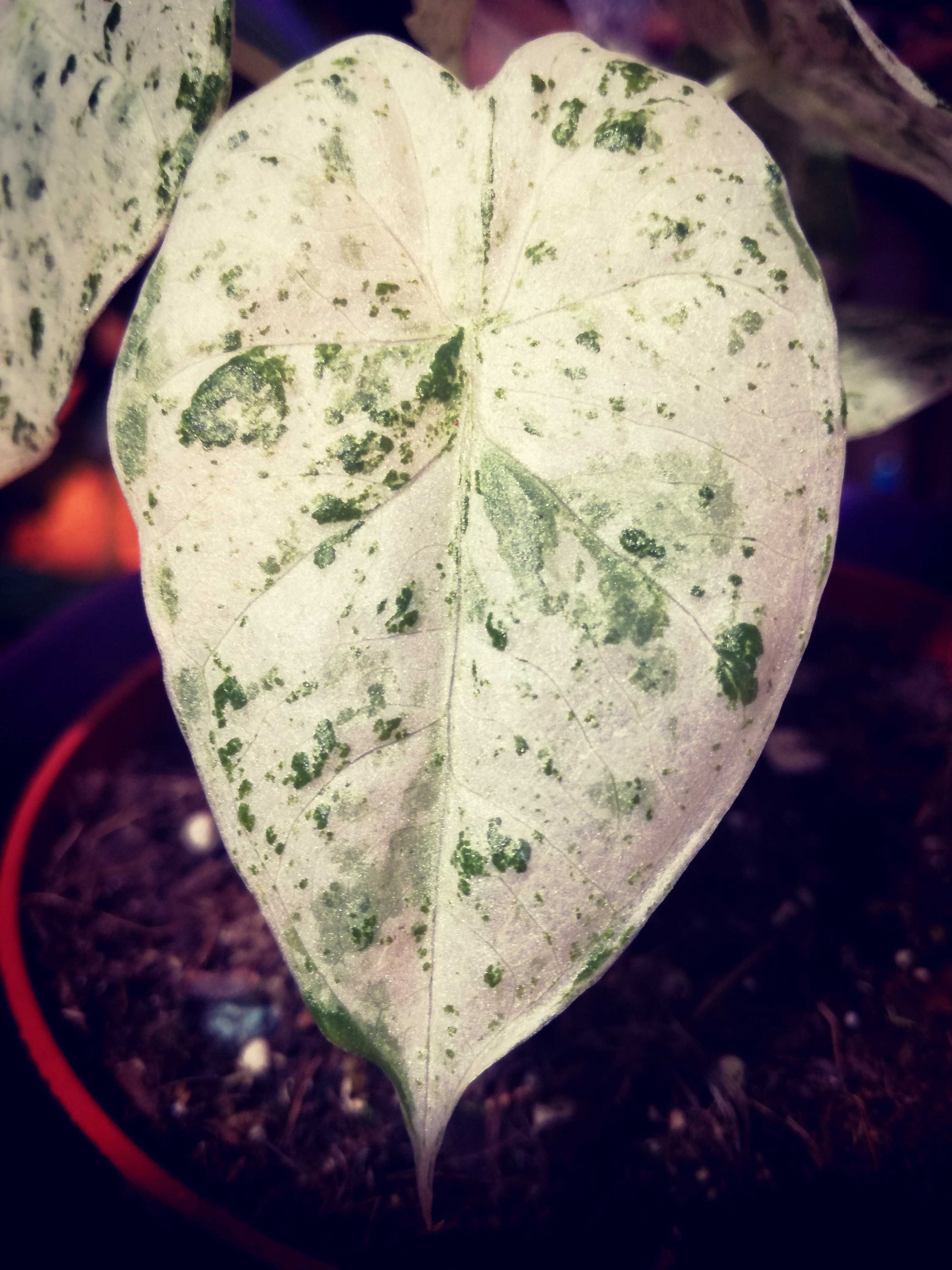 Alocasia ( Odora ) Splash Albo Variegata alokazja monstera philodendro