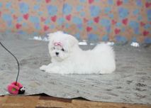 Цуценята Мальтезе. Корея
