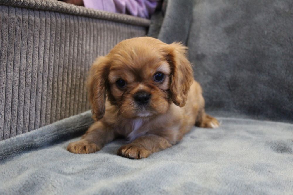 Cavalier King charles spaniel cudny chlopiec