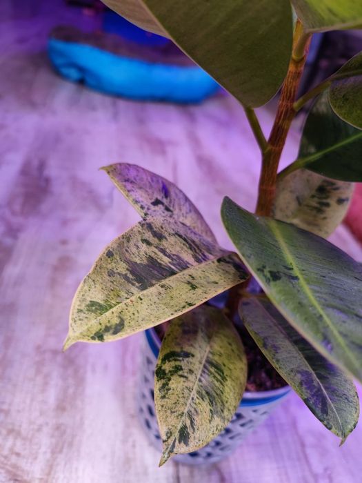 Фікус еластіка шриверіана муншайн Ficus elastica Schrijveriana