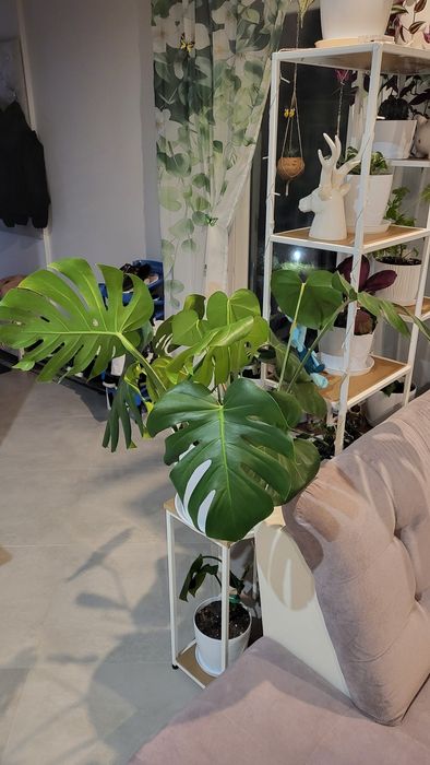 Kwiat doniczkowy Monstera dziurawa