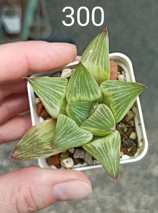 Хавортія Haworthia