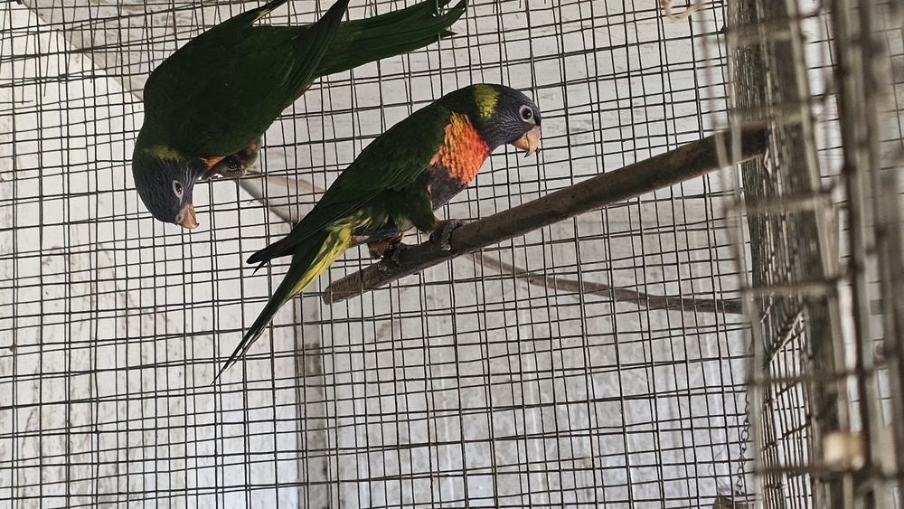 Loris molucanos espetaculares