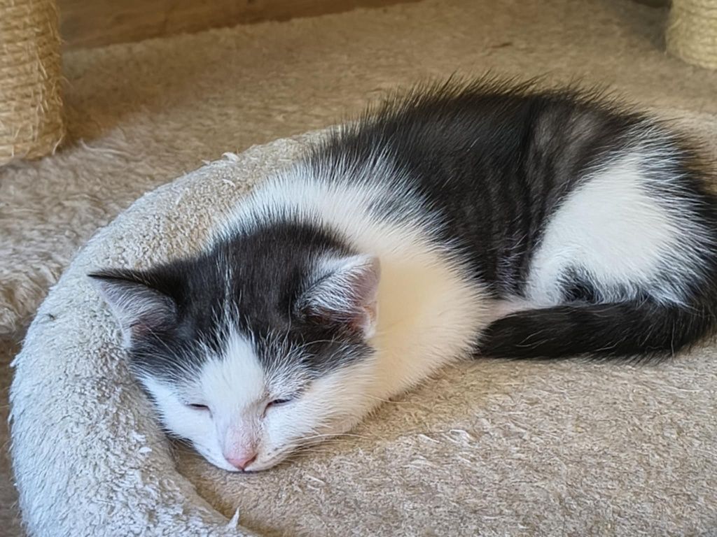 Małe kotki po długowłosej matce DO ADOPCJI