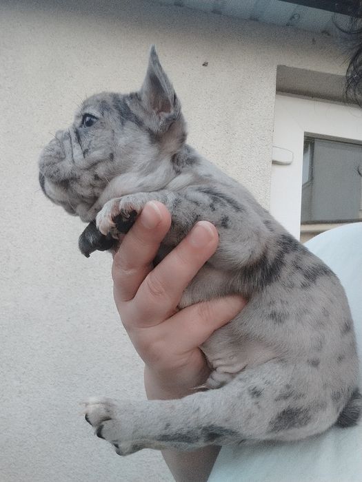 Французькі булочки