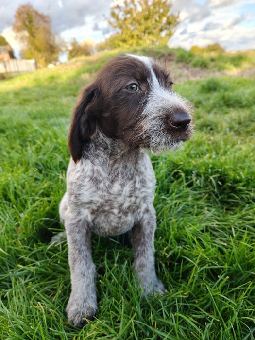 Wyżeł niemiecki szorstkowłosy