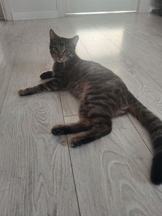 Oddam kocurka 6 miesięcznego