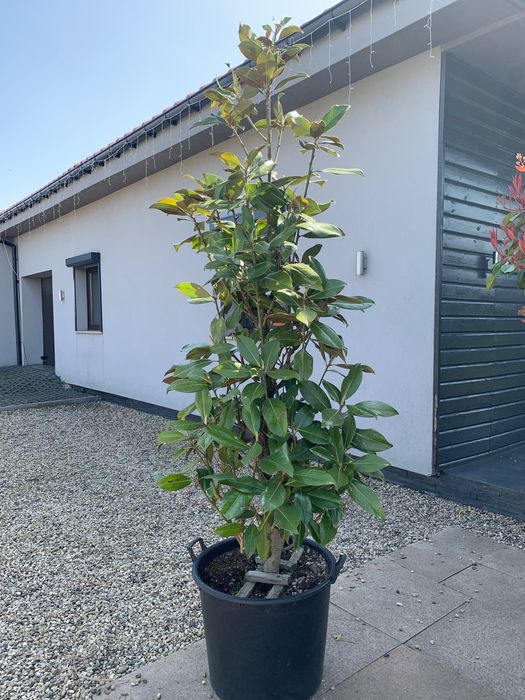 Magnolia zimozielona GRANDIFLORA