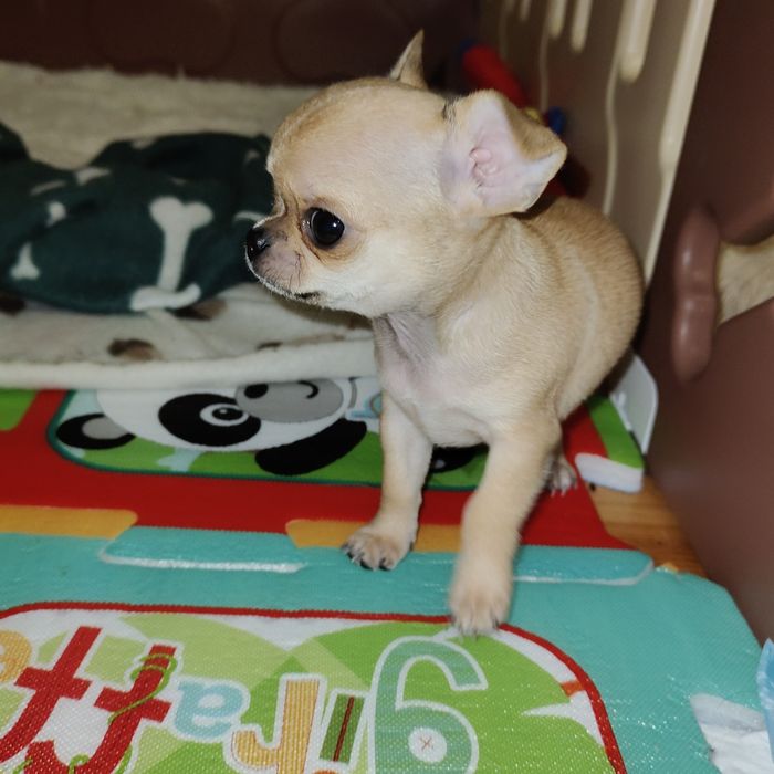 Chihuahua krótkowłosa-1 piesek