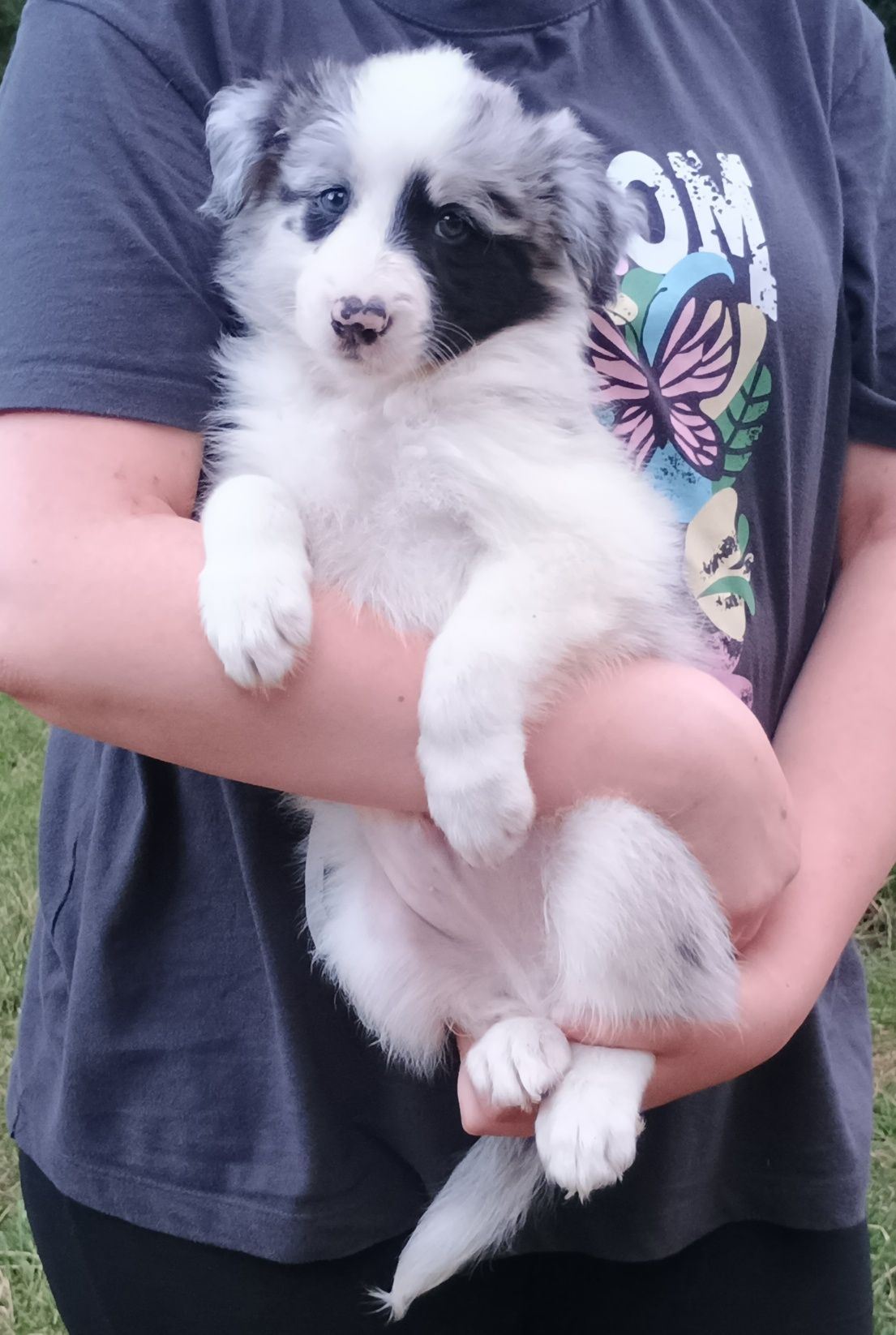 Samiec blue merle border collie metryka FCI
