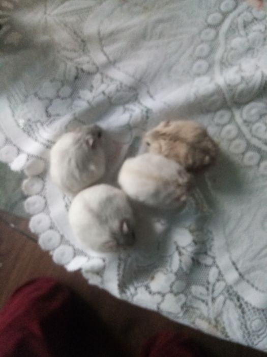 4 chomiki dziungarskie