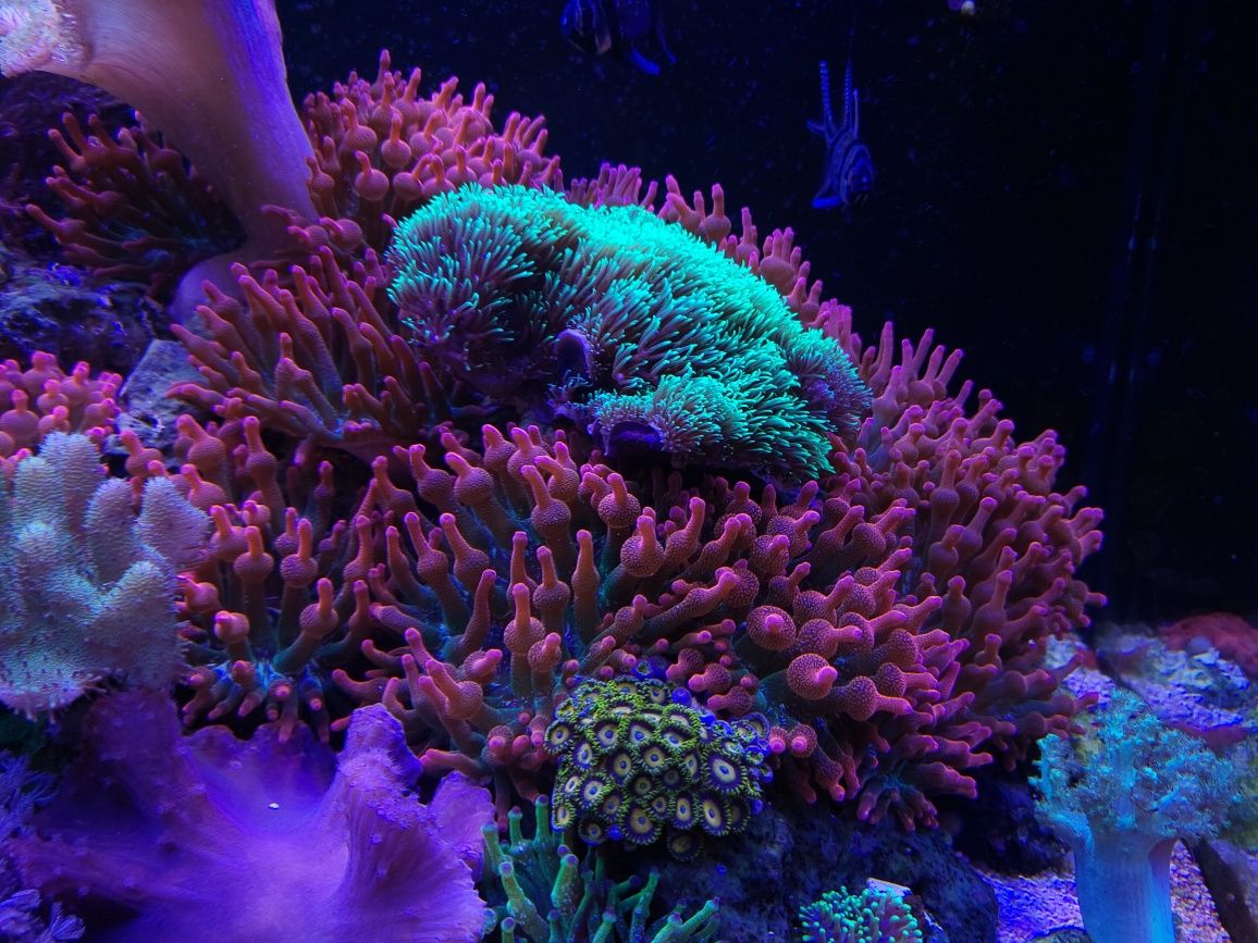Entacmaea  Quadricolor Rainbow