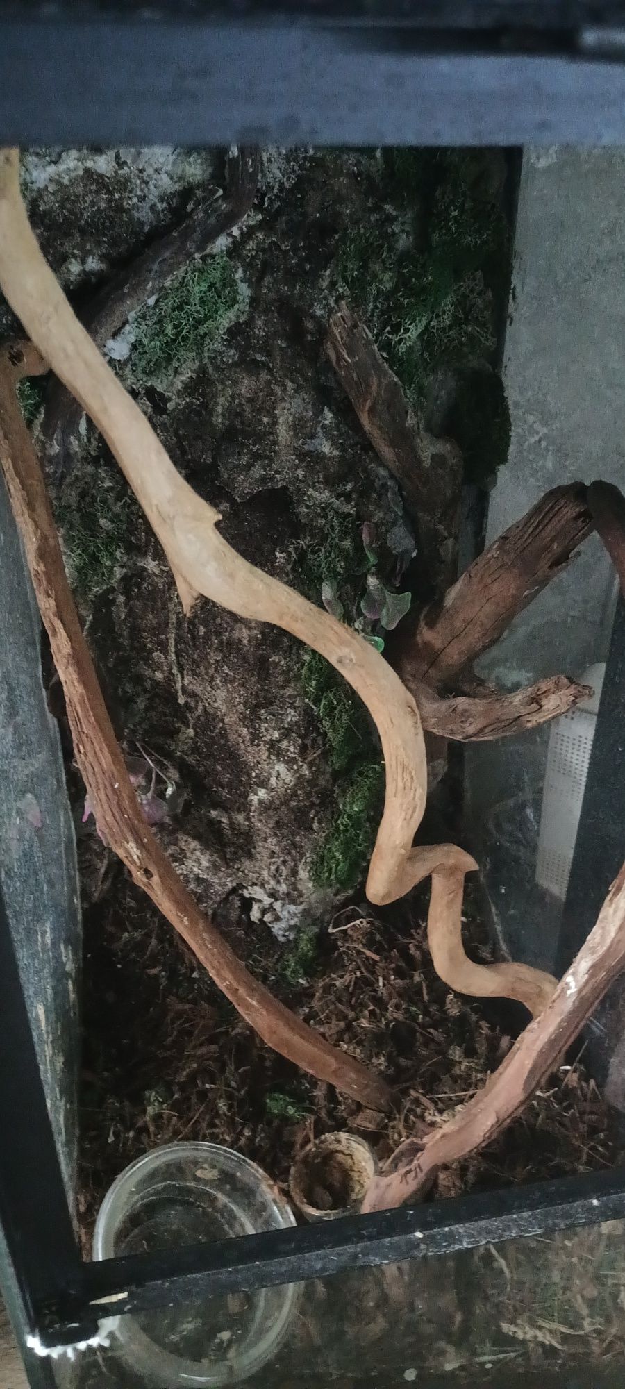 Terarium dla gekona etc.