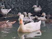 Patos pompom e carolinos