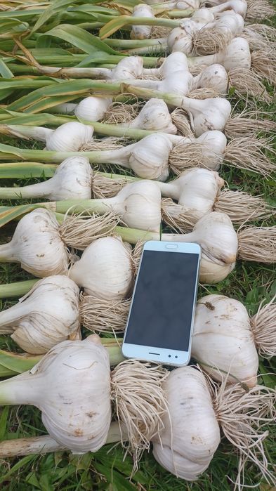 Czosnek słoniowy gigant