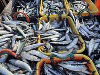 Sardinha de peniche