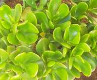 Crassula ovata conhecida como Planta-Jade