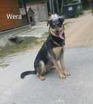 1, 5 roczna 15kg Wera, adopcja za darmo oddam