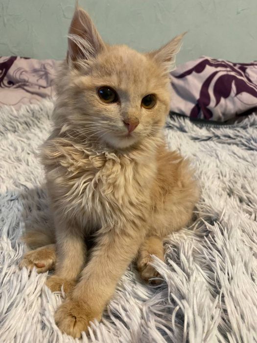 Шукаємо домівку для двох котиків