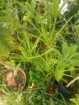 Plantas papiros em vaso