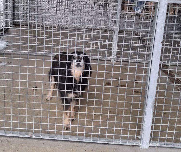 Gapek szuka domu tymczasowego lub stałego