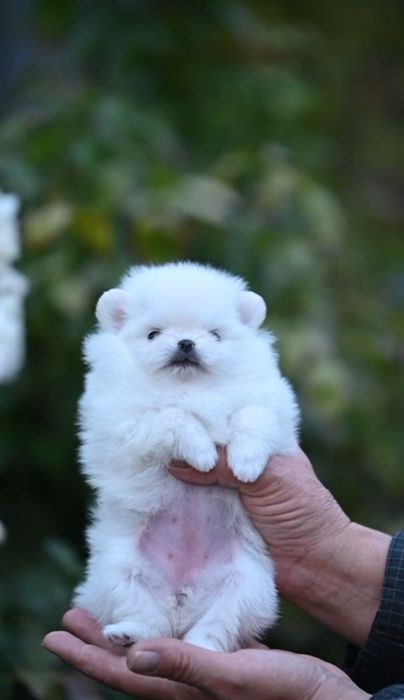 Белоснежная девочка