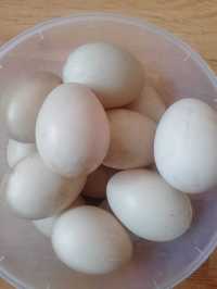 Jaja kaczek piżmowych