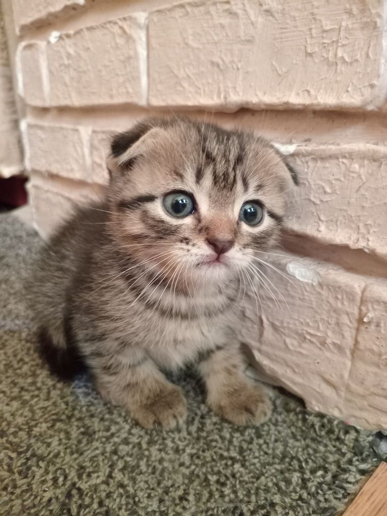 Шотландські кошенята .