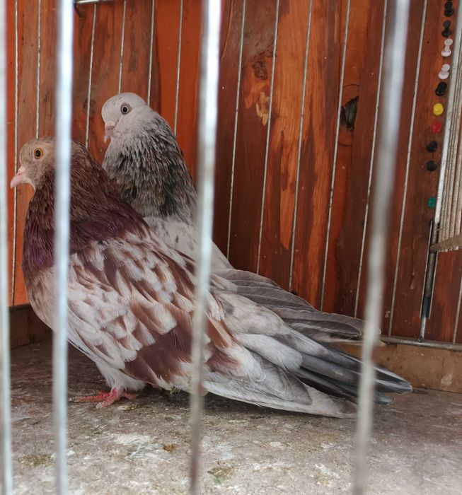 Gołebie Mikołajewskie