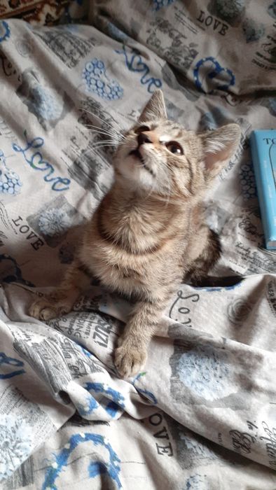 Кошенята, котики.