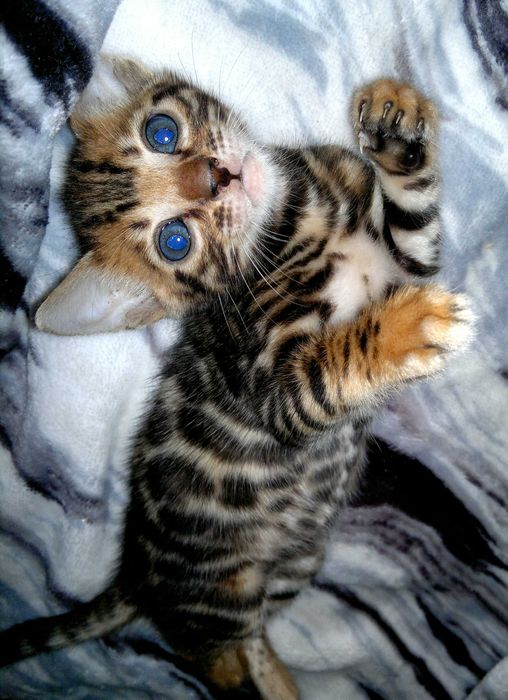 Яскраві бенгальські кошенятка від чистокровних бенгалів