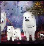 Samoyed Samojed rezerwacja