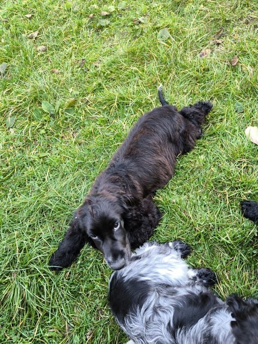 Cocker spaniel ang.czarny,już po szczepieniu na wściekliznę