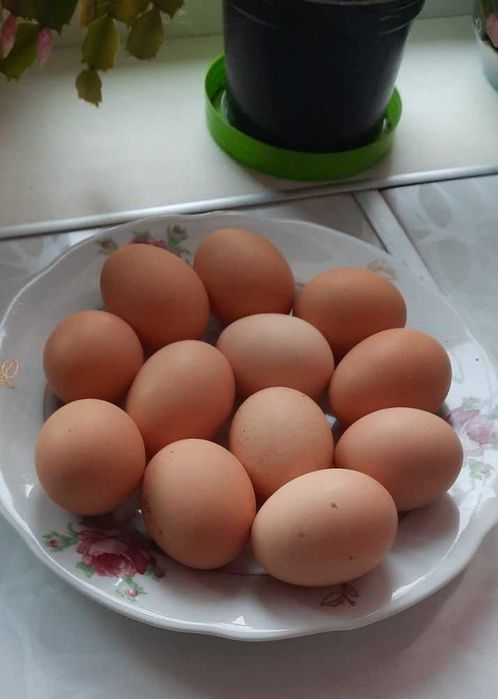 Продам домашні свіжі яйця яйца яйці яєчка