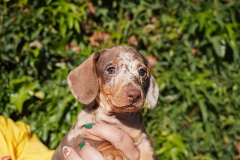 Teckel arlequim. Mini excelente linhagem