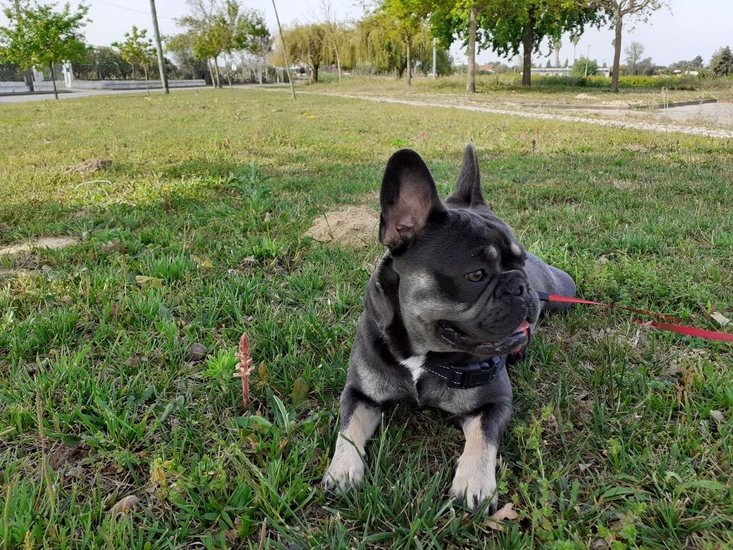 Buldogue  francês Blue