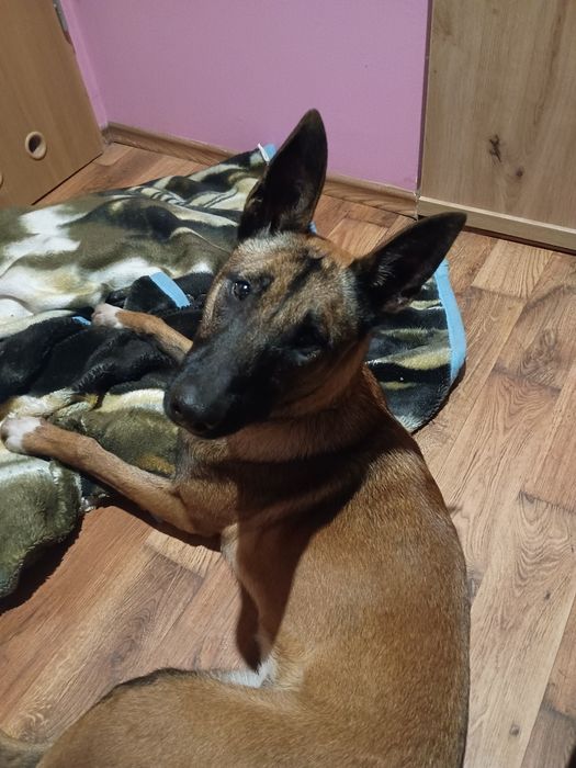 Oddam za darmo suczkę