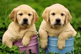 Палевые щенки Лабрадора Доставка в Германию