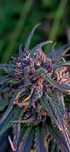Susz konopny CBD CBG 100% Polska uprawa Naturalny Wysoka Jakość!