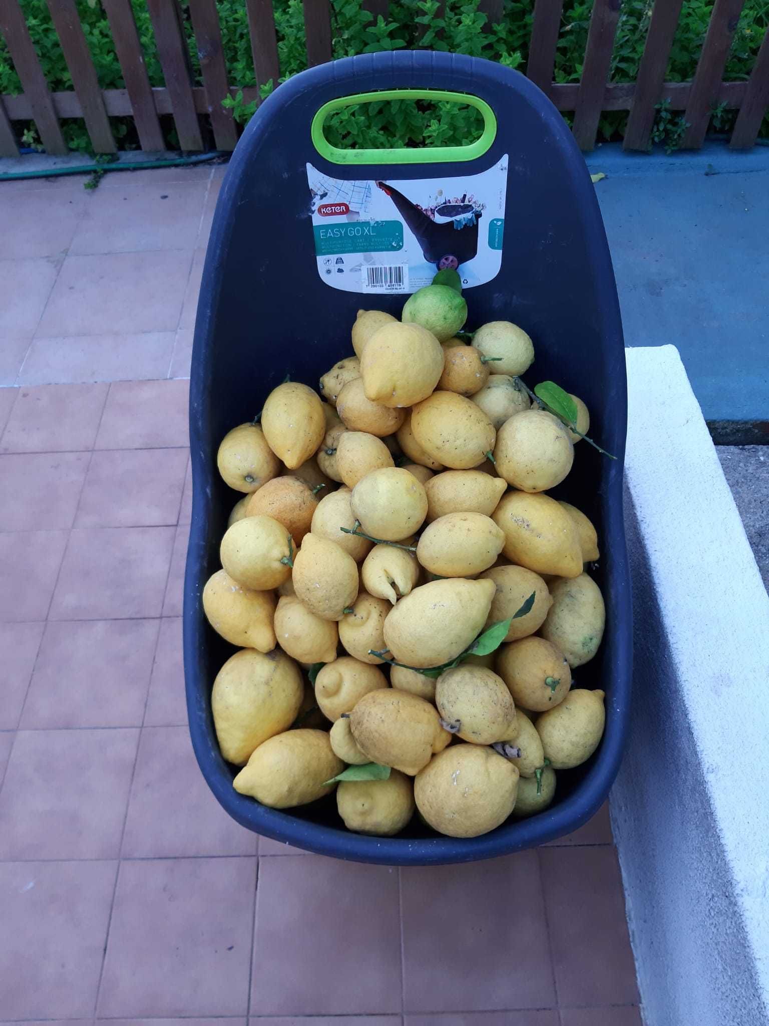 PROMOÇÃO Limões diretamente da árvore