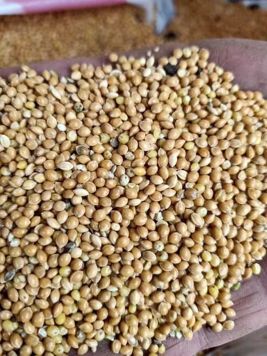 Просо та насіння проса