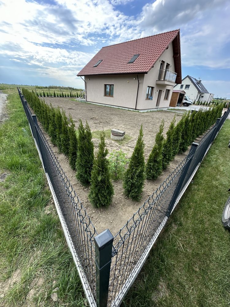 Tuja szmargd SADZENIE TRANSPORT producent plantacja