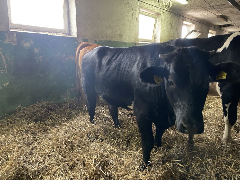 Sprzedam dwie mięsne jałówki do dalszej hodowli