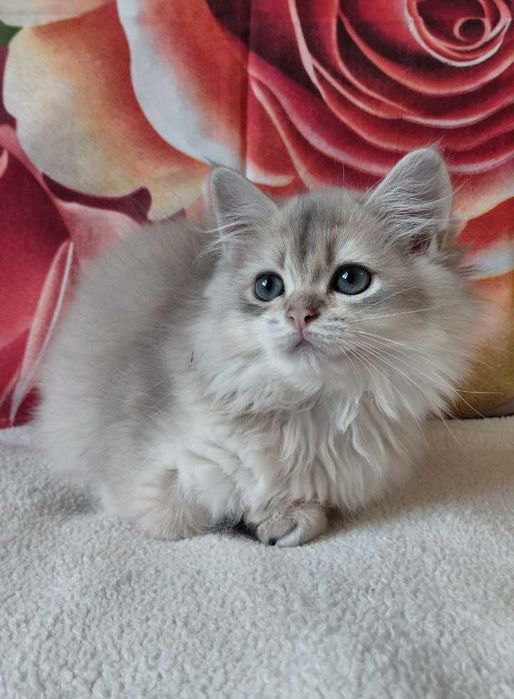 Шотландский длинношерстный котик в окрасе голубое золото ау11