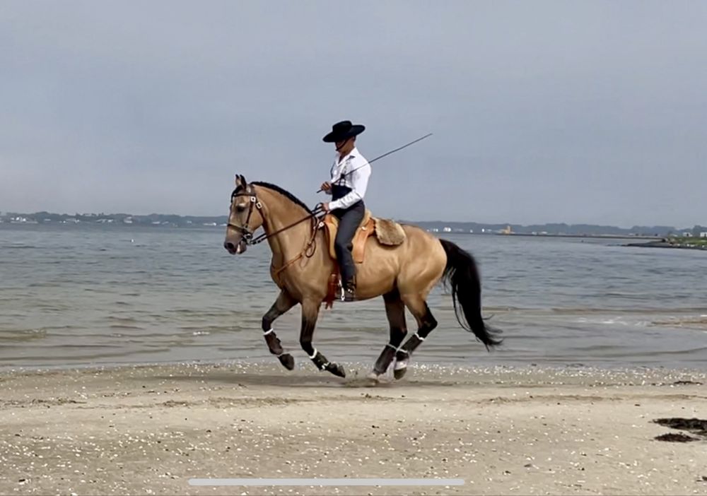 Cavalo Lusitano Montado