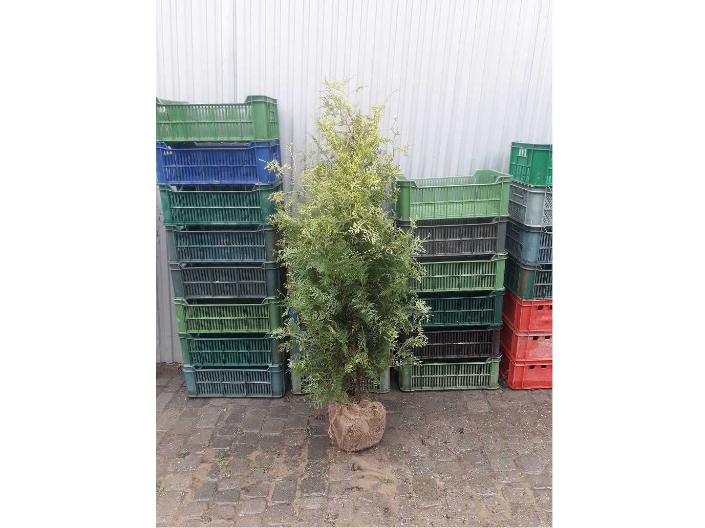 Thuja Brabant! Tuja, tuje! 200,220,240,250 cm! Sadzimy! Transport!