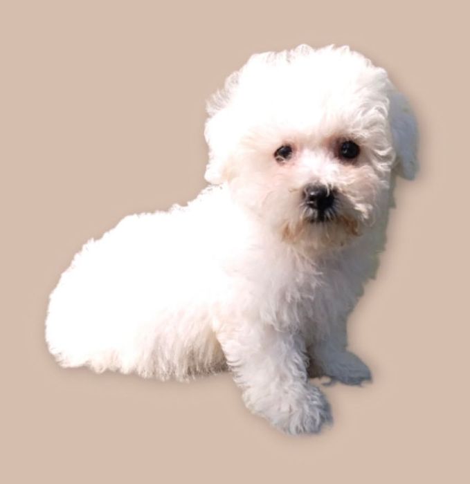 Цуценятка Бішон фрізе з доставкою