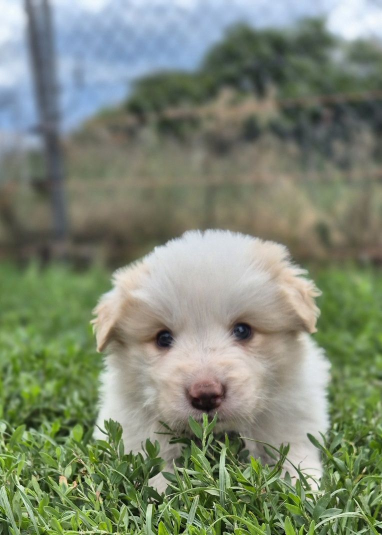 Piesek border collie ee red